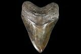 Serrated, Fossil Megalodon Tooth - Georgia #108844-1